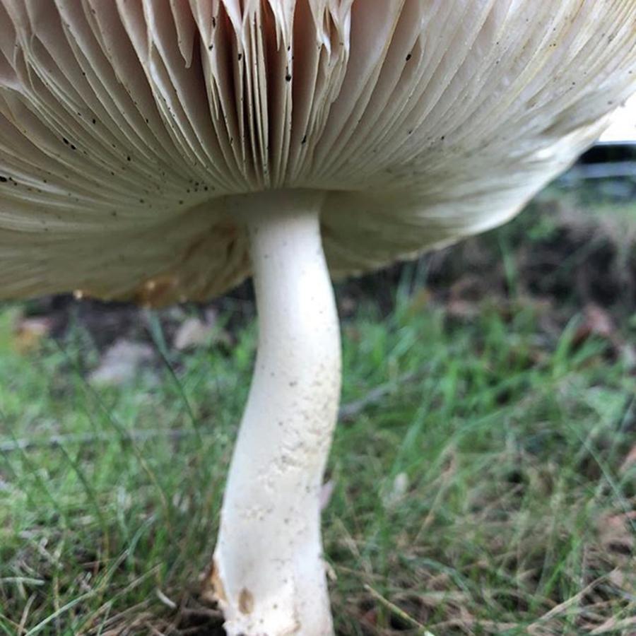 Mushroom Photograph - It Was A Rainy Week Last Week, Perfect by Jori Reijonen