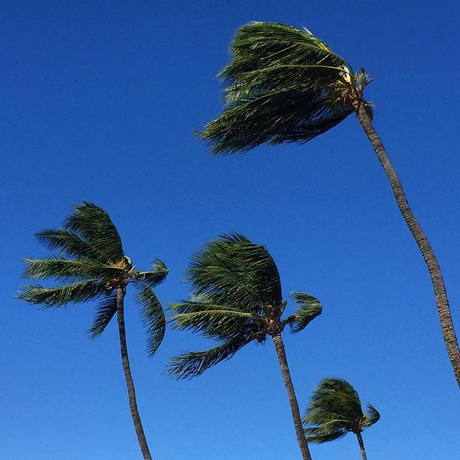 Maui Photograph - It Was A Very Windy Day On #maui Today by Darice Machel McGuire