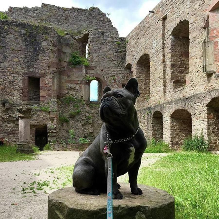 Castle Photograph - It Was An Awesome Day At The Castle by Buddy The Blue Frenchie