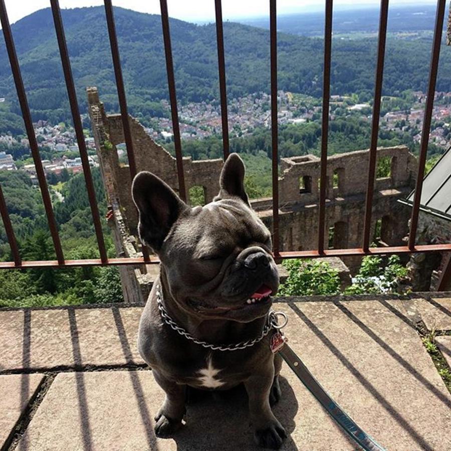 Castle Photograph - It Was Beautiful 💙👑 #beautiful by Buddy The Blue Frenchie