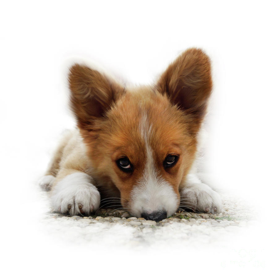 It Wasn't Me Corgi by Mariella Wassing It Wasn't Me Corgi by Mariella Wassing