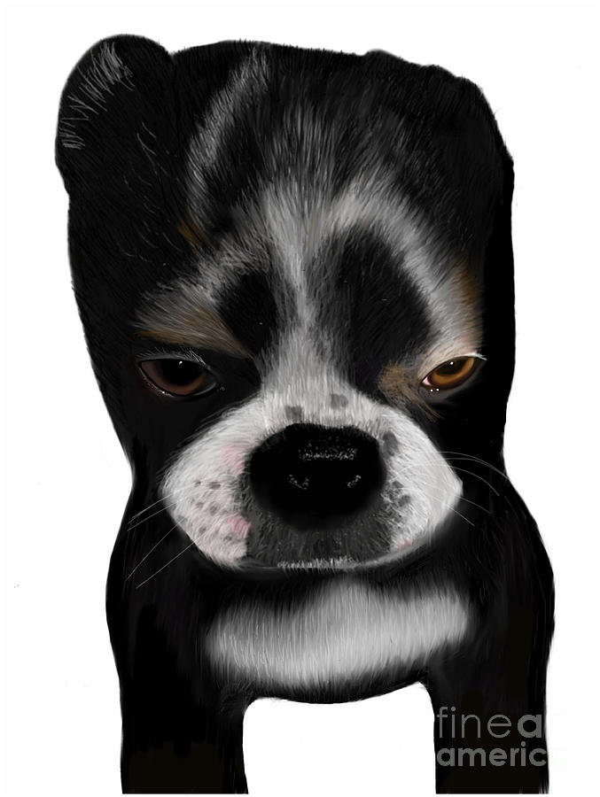  Boston Terrier Pup Looking Guilty but Cute Digital Art by Barefoot Bodeez Art