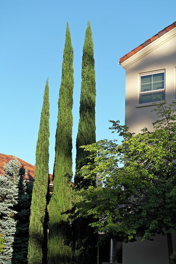 Italian Cypress Trio Photograph by Michele Myers