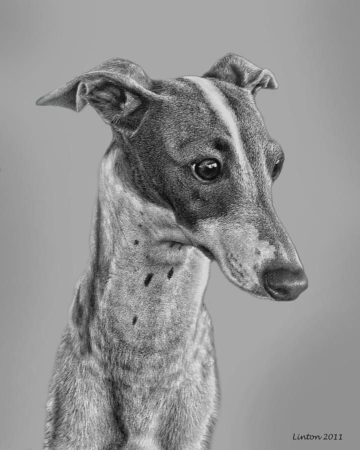 Italian Grayhound 2 Digital Art by Larry Linton