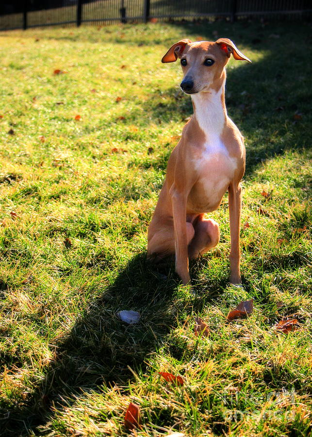 Italian Greyhound and Shadow Photograph by Angela Rath