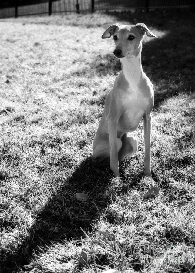 Italian Greyhound and Shadow in Black and White Photograph by Angela Rath