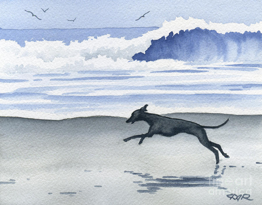 Beach Painting - Italian Greyhound at the Beach by David Rogers