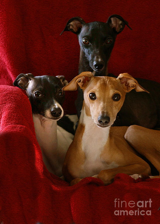 Italian Greyhound Brothers Photograph by Angela Rath
