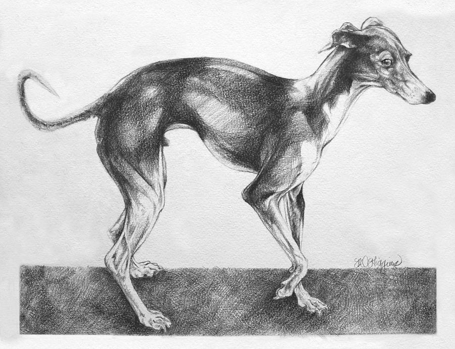 Dog Drawing - Italian Greyhound by Derrick Higgins