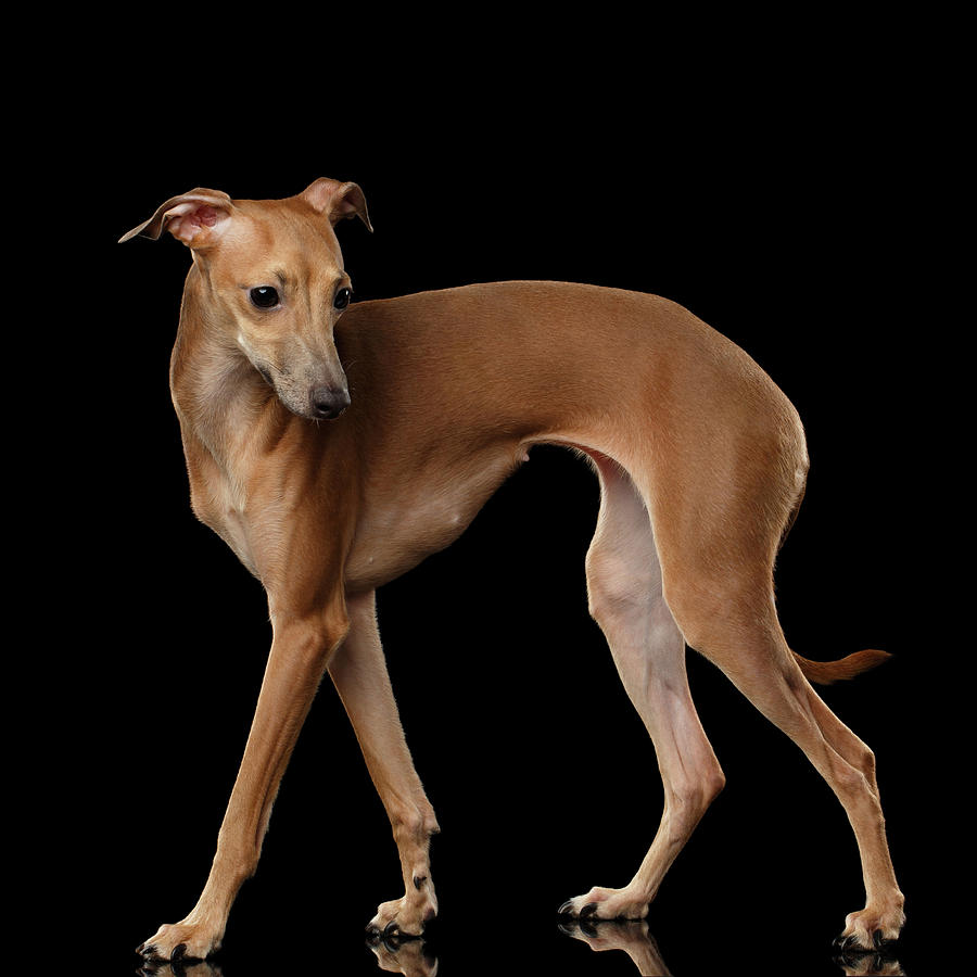 Italian Greyhound Dog Standing isolated Photograph by Sergey Taran