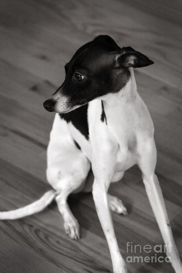 Italian Greyhound in Black and White Photograph by Angela Rath