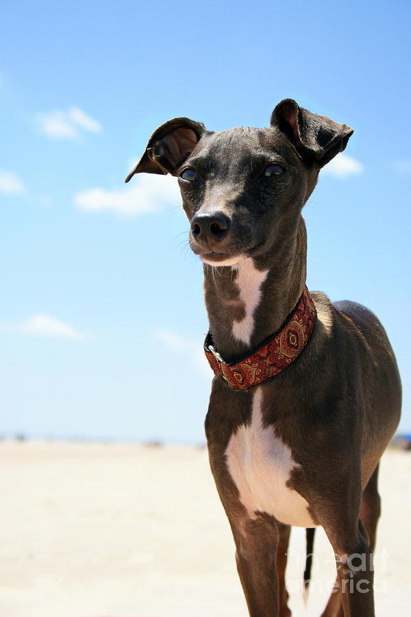 Italian Greyhound on the Beach Photograph by Angela Rath