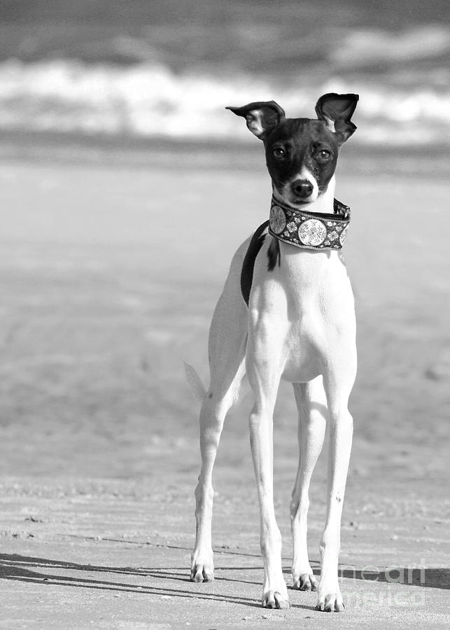 Italian Greyhound on the Beach in Black and White Photograph by Angela Rath
