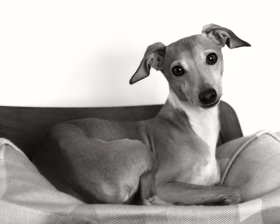 Italian Greyhound Portrait 2 in Black and White Photograph by Angela Rath