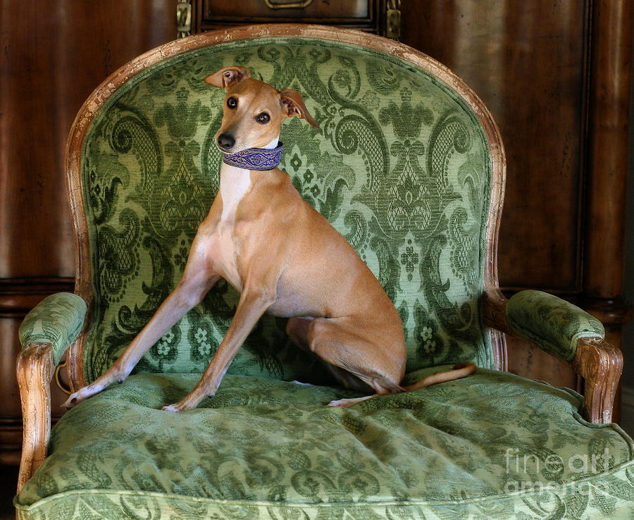 Italian Greyhound Portrait Photograph by Angela Rath