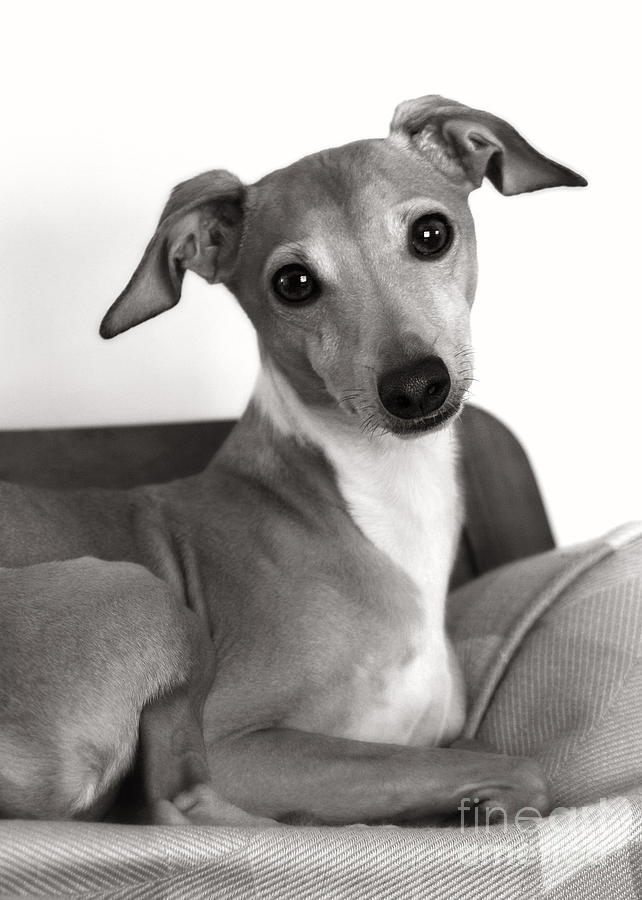 Italian Greyhound Portrait in Black and White Photograph by Angela Rath