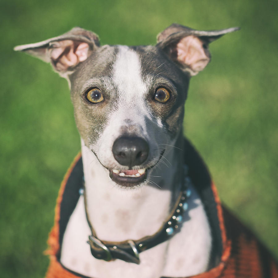 Italian Greyhound Portrait Photograph by Wolf Shadow Photography