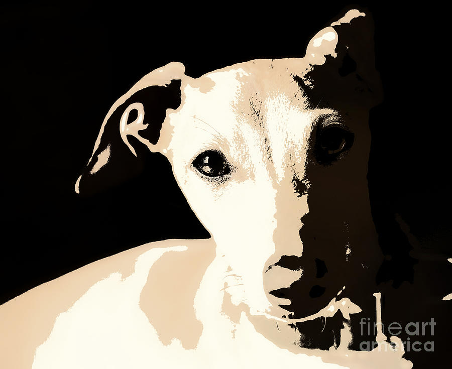 Italian Greyhound Poster Photograph