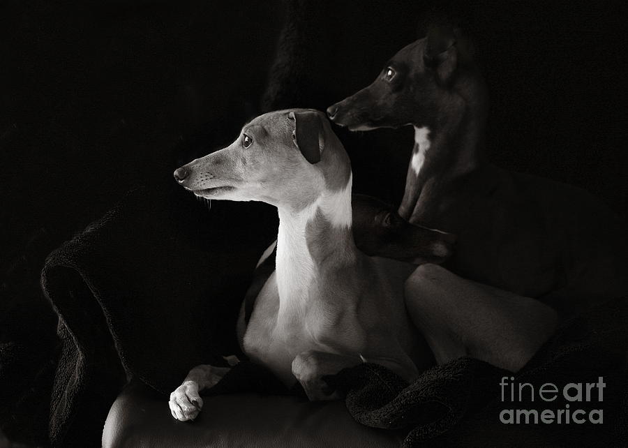 Italian Greyhound Profiles in Black and White Photograph by Angela Rath
