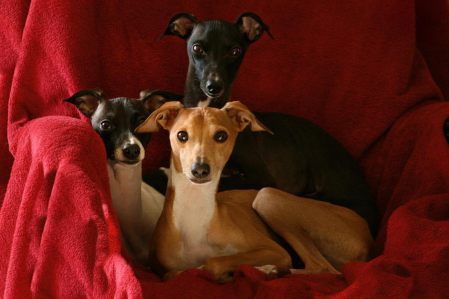 Italian Greyhound Trio 2 Photograph by Angela Rath