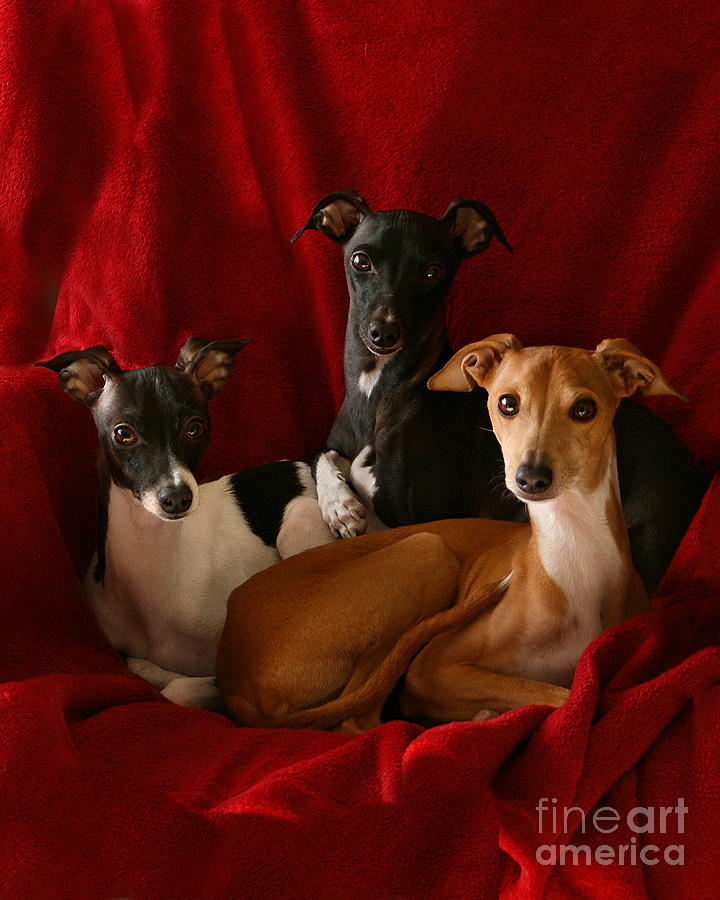 Italian Greyhound Trio 3 Photograph by Angela Rath