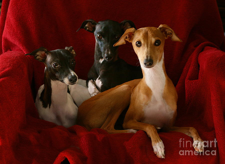 Italian Greyhound Trio 4 Photograph by Angela Rath