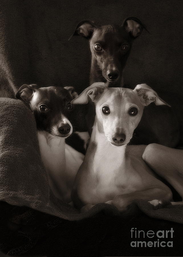 Italian Greyhound Trio in Black and White Photograph by Angela Rath
