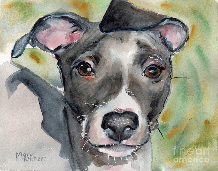 Dog Watercolor Painting - Italian Greyhound watercolor by Maria Reichert