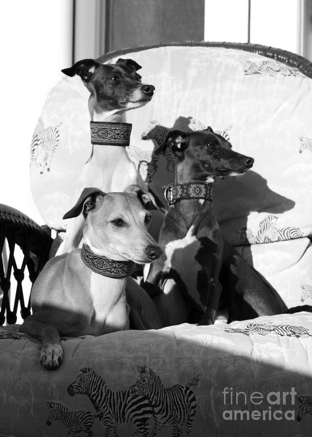 Italian Greyhounds in Black and White Photograph by Angela Rath