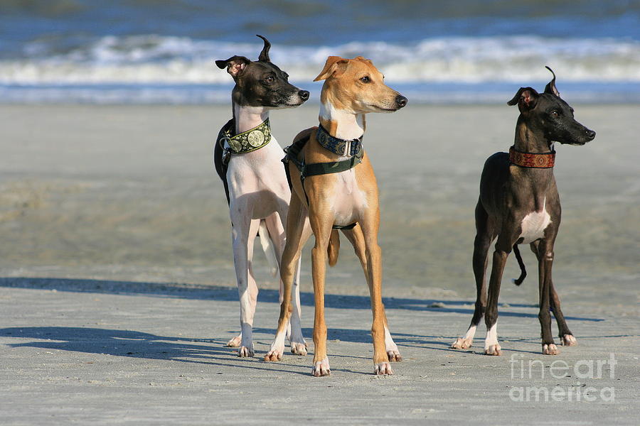 Italian Greyhounds on the Beach Photograph by Angela Rath