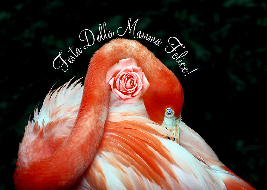 Italian Happy Mothers Day Flamingo Photograph by Donna Proctor