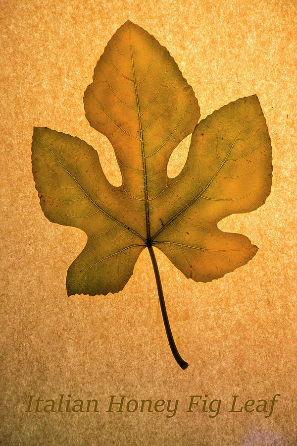 Fall Photograph - Italian Honey Fig Leaf 4 by Frank Wilson