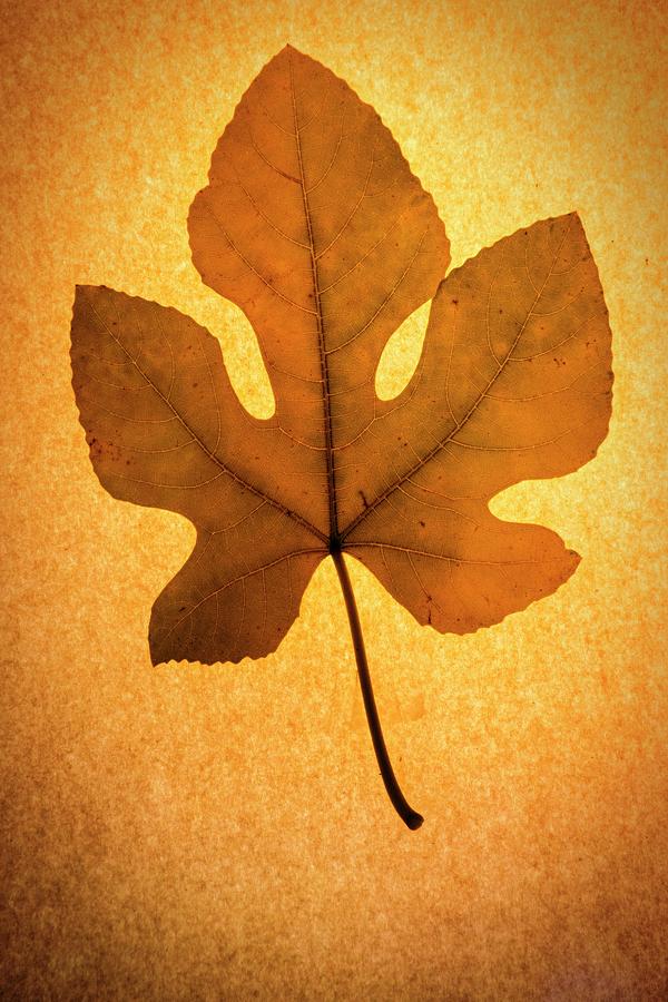 Italian Honey Fig Leaf Photograph by Frank Wilson