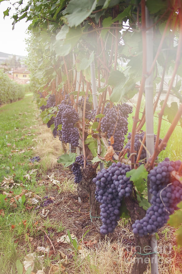 Italian nebbiolo grapes hanging to be picked Photograph by Patricia Hofmeester