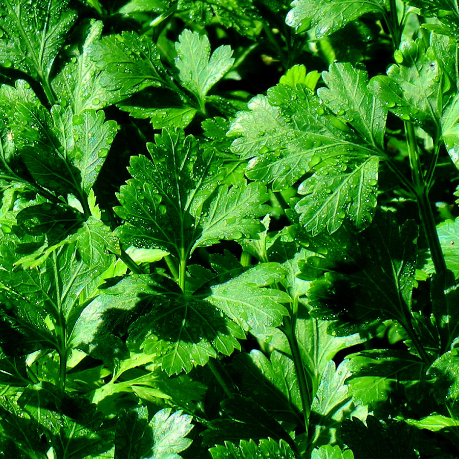 Italian Parsley Photograph by James Temple