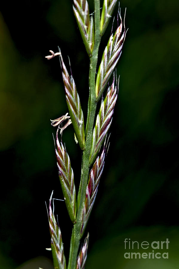 Italian Ryegrass by Dr. Antoni Agelet