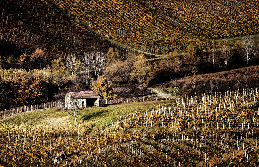 Italian vineyards Photograph by Livio Ferrari