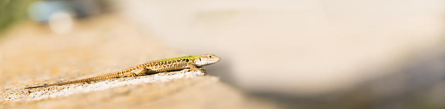 Italian wall lizard Photograph by Peter V Quenter