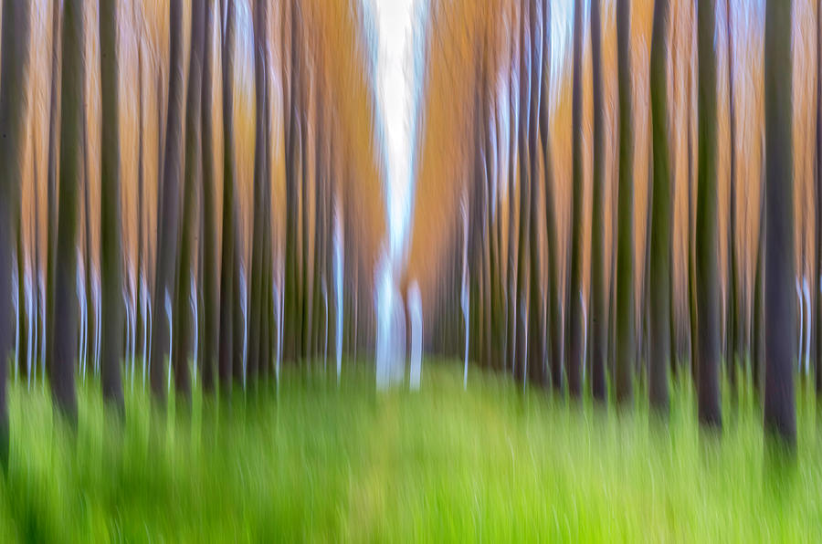Italian woods Photograph by Wolfgang Stocker