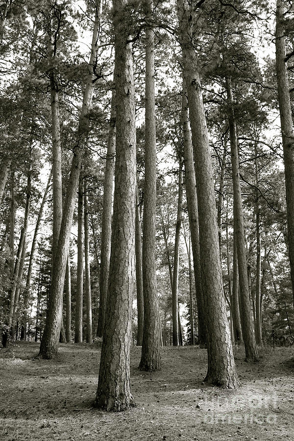 Itasca Giants Photograph by Becqi Sherman