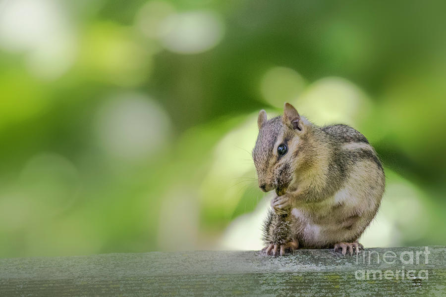 Chipmunk Photograph - Itch You Just Cant Scratch by Nikki Vig