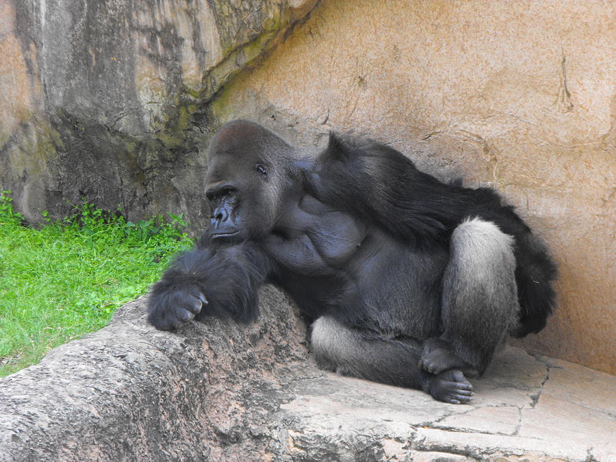 Itchy Butt Photograph By Marianne Mason 