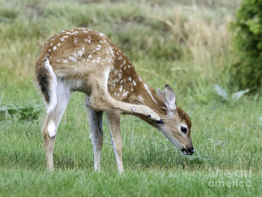 Itchy Fawn Photograph by Gary Beeler
