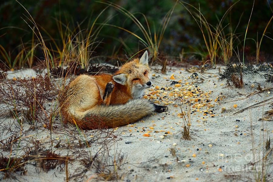 Itchy Fox Photograph by Paul Ward