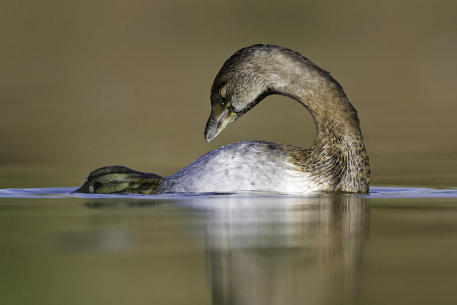 Itchy Grebe Photograph by Bryan Keil