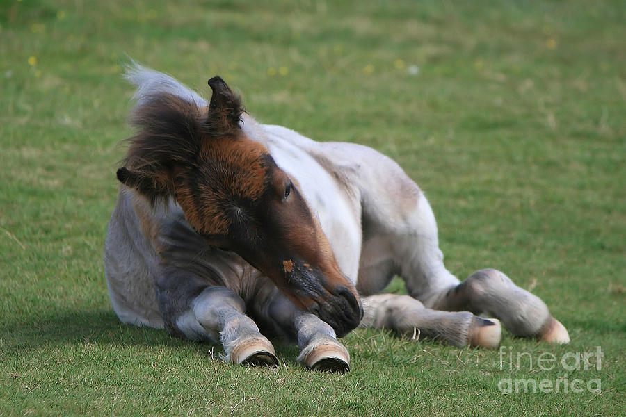 Horse Photograph - Itchy Nose by Carl Whitfield