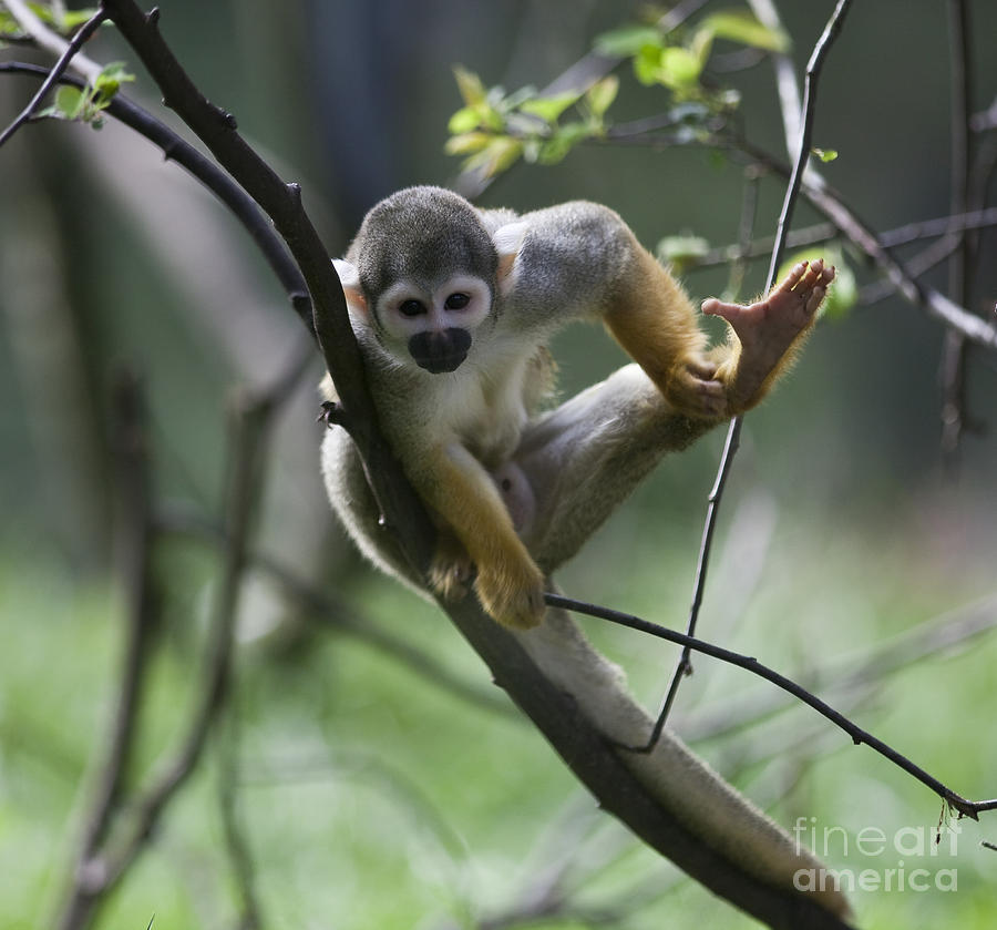 Itchy Squirrel Monkey Photograph by Per-Olov Eriksson