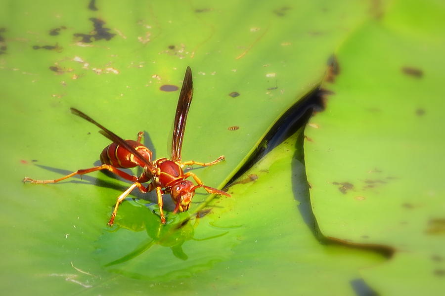 Red Wasp Reflection Photograph by Wanderbird Photographi LLC