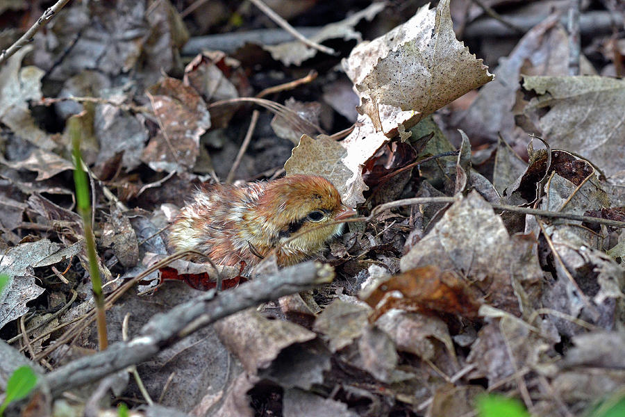 It's a baby Grouse Photograph by Asbed Iskedjian - Fine Art America