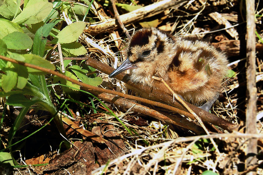 Its a baby Woodcock Photograph by Asbed Iskedjian